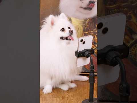 The dog saves the naughty baby!#funny #smartnico #pets #funnydogs #puppy
