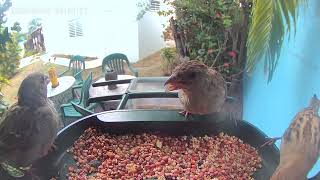PUERTO RICAN VIREO ENJOYING A MEAL & WATER 💧 ON MY 🐦 HOUSE. 