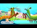 Mantis Shrimp Conflict and Solutions