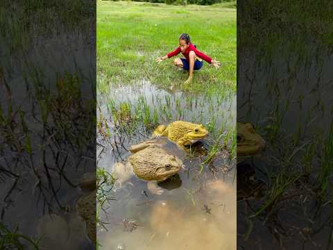 Survival Skills: SIMPLE and USEFUL with Frog trapping tool #survival #bushcraft #camping #shorts