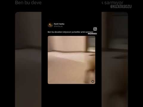 Şuan ilk defa yavru deve gördügümü farkettim 😂 #keşfet #memes #komikbnwbb #kesfeeett #funny