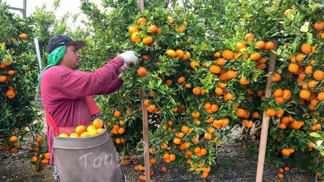 How to Harvest Billions of Citrus Fruits – American Agricultural Technology