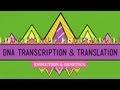 Decoding DNA Transcription and Translation