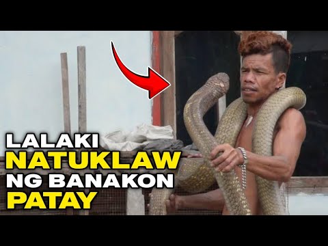 7 KING COBRA o BANAKON NAHULI SA PILIPINAS NAKATUKLAW PA KAHIT PUTOL ANG ULO