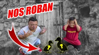 NOS ROBAN LOS PATITOS DE NUESTRA CASA *tenemos todo grabado*