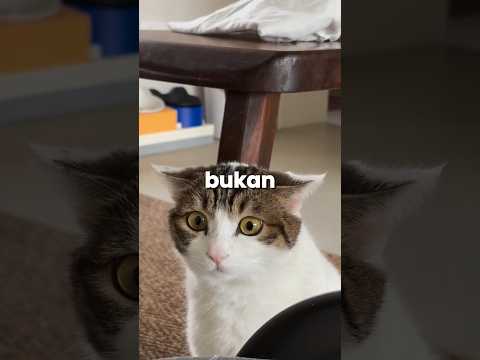 kenapa kucing suka masuk kardus? #memes #kucing #catlover #cat #shorts #fyp