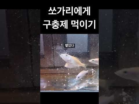쏘가리에게 구충제 먹이면 망합니다