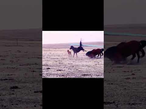 A Mare Protecting Her Foal