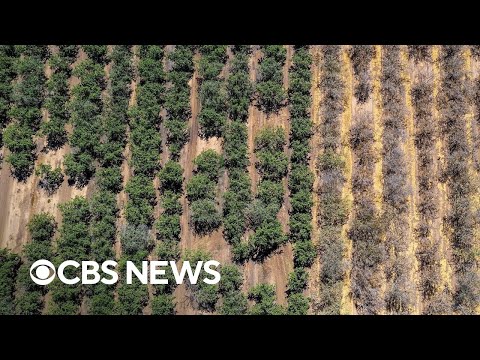 YouTube video thumbnail: Study Predicts Global Crop Yields Will Diminish as Temperatures Rise