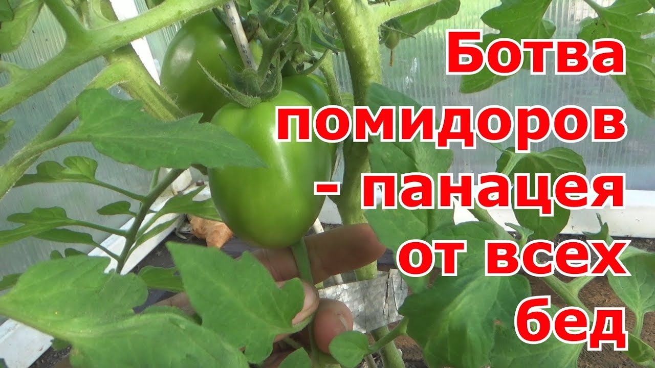 Томатная ботва от вредителей и как удобрение