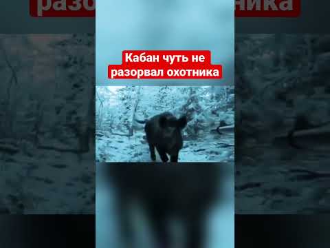 Кабан чуть не разорвал охотника