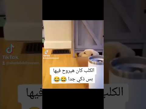 ุญุชู ุงูููุจ ุงุชุตุฏู
๐คฃ๐คฃ #ุงูุณุจููุฑ #dog #explore #ุถุญู #funny #ุชููุชูู #ุชุฑูุฏ #ูุงูู