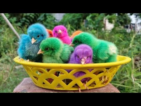 Tangkap Ayam Lucu, ayam warna warni, ayam rainbow, kelinci lucu, bebek lucu, ikan hias, Hewan Lucu