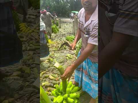 কলার কাধি চিহ্ন করছে
