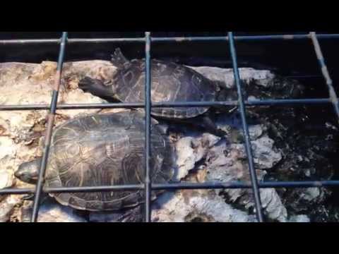 Red Eared Slider For Sale Petco - 09/2021