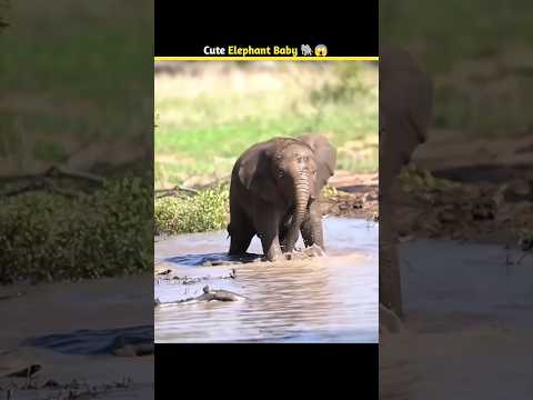 Cute baby elephant 😱 #shorts #factohe