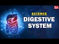 Digestive System Functions and Processes