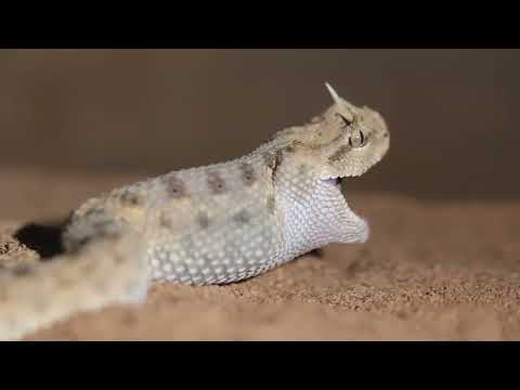 Desert Horned Viper (Cerastes cerastes) Eating