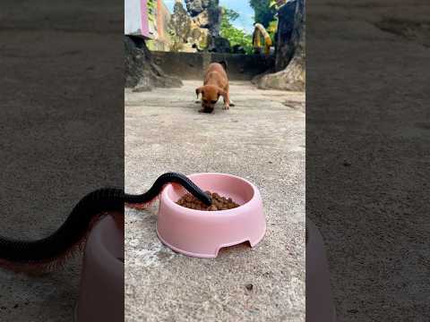 Watch this dog wait for millipede to crawl out of food bowl - so funny! #shorts #millipede
