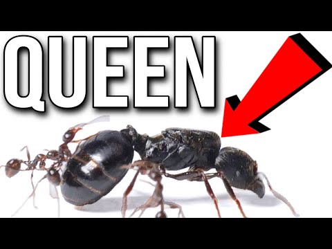 I Kidnapped A Queen Ant From Its Colony