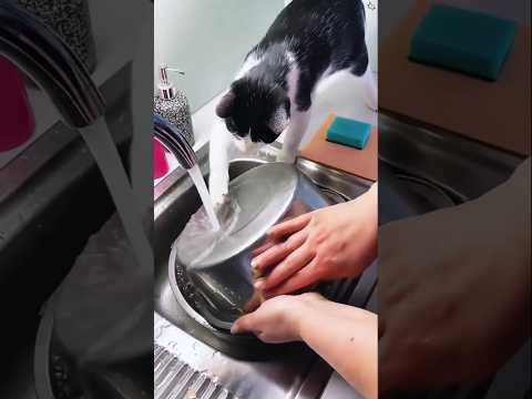 Cats are the best helpers 😽💜#foryou #catlovers #cat #foryourpage #love #trending