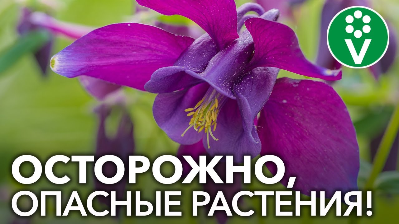 Эти ядовитые растения растут в каждом саду! Проверьте себя