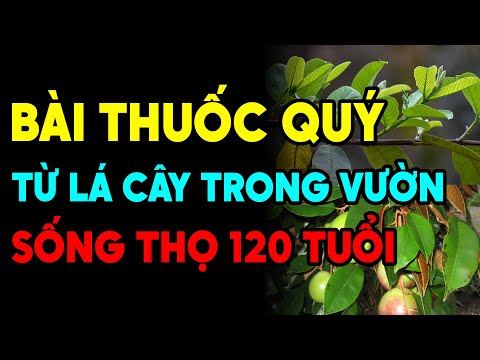 Lá Ổi, Lá Vú Sữa Cứ Dùng Theo Cách Này, CẢ ĐỜI KHOẺ MẠNH Không Sợ Tiểu Đường, Đột Quỵ