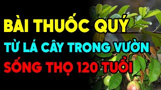 Lá Ổi, Lá Vú Sữa Cứ Dùng Theo Cách Này, CẢ ĐỜI KHOẺ MẠNH Không Sợ Tiểu Đường, Đột Quỵ