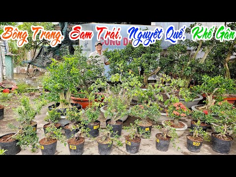 Công Danh 14/1 giá dễ chơi bonsai Sam Trái, Nguyệt Quế, Hoa Trang #0965188838