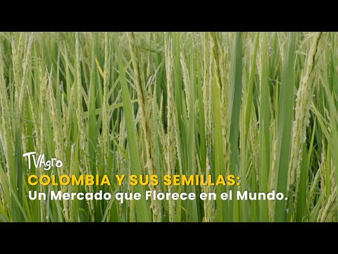 Colombia y sus Semillas: Un Mercado que Florece en el Mundo - TvAgro por Juan Gonzalo Angel