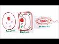 Cell Structures and Functions