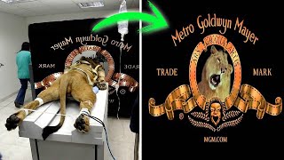 Tajemství Log Nejlepších Filmových Studií A Příběhy Jejich Vzniku…