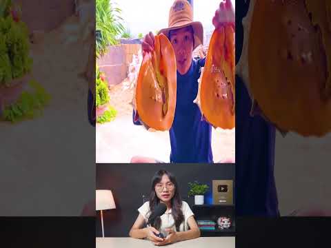 Thật hiếm khi thấy ngư dân thu hoạch được một con ốc xà cừ lớn như vậy #shorts #khampha #review