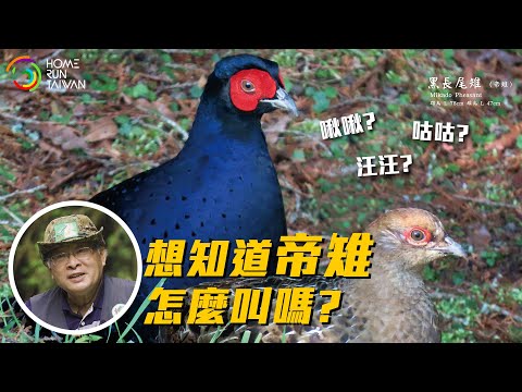 【臺灣故事｜追尋迷霧中的王者 「帝雉先生」的退休人生 ????】 - YouTube