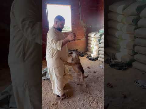 دخلت صاحبي اوضية الذئاب يتره هيعملو فيه ايه 🤔🤔