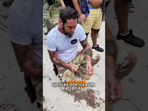 CONHEÇA A CEBOLA BRAVA