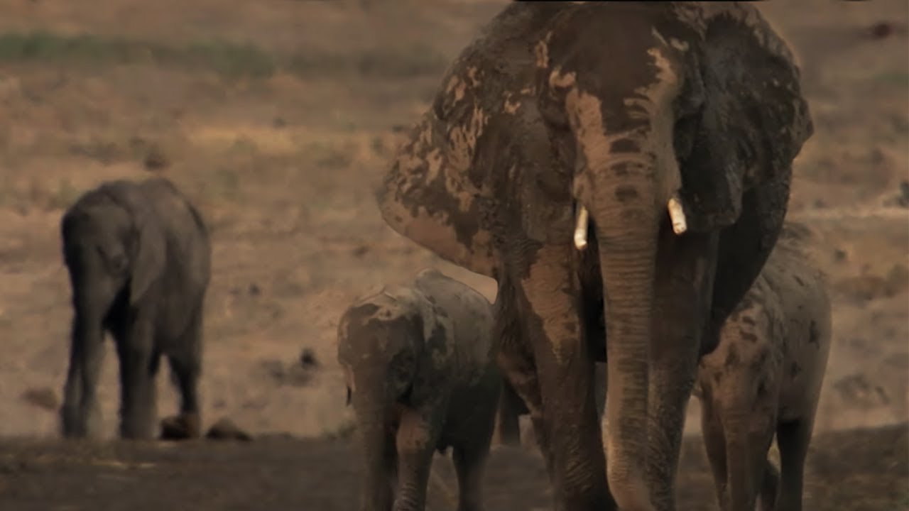 Exhausted Baby Elephant Struggles To Survive The Long Walk Home BBC Earth