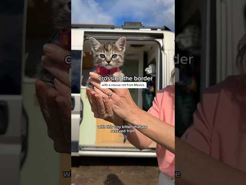 Crossing The Border With A Rescue Cat From Mexico🐈🚐 #vanlife #vancat #rescuecats