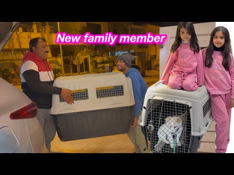 New family member ki entry | Sitara yaseen vlog