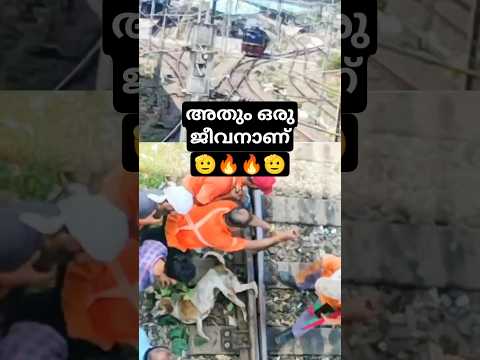 അത് ഇനി പട്ടിയാണെങ്കിലും, ജീവൻ ജീവൻ തന്നെയാണ്🥹Saving a life Seconds Before the Train #shorts #kerala
