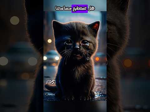 لماذا رفض الجميع مساعدة هذه القطة وصغيرها؟ 💔