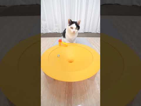 Cat and Marble Run