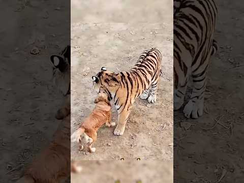 kotta🐕 or  tiger🐅 ki pyar bhari dosti ki khaani #animals #animalrearing