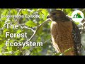 Exploring the Forest Ecosystem