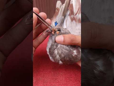 kabutar pox remove treatment 🕊️✅ #pox #kabutar #pets