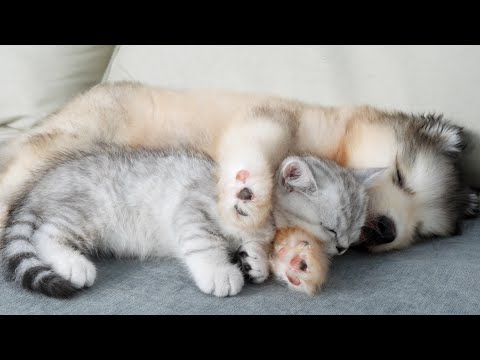 Adorable Kitten and Malamute Puppy Attacked by a Sweet Sleep!