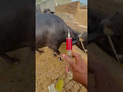 IM injection (vet dr Afaq Rana)
