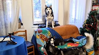 ¡MAX Bombón y el pesado del cachorro Balto un día cualquiera en una familia husky