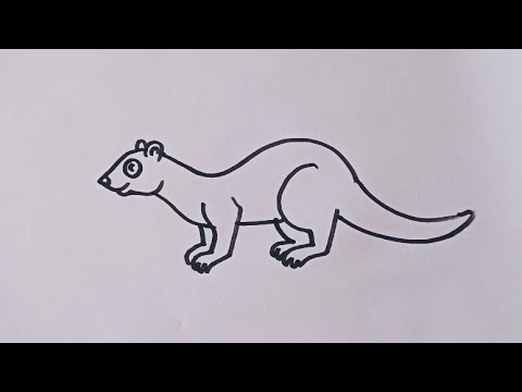 How to draw Mongoose / Mongoose outline drawing easy step by step / animal drawing