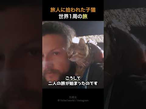 旅人に拾われた子猫世界一周の旅